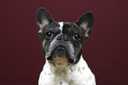 French Bulldog portrait