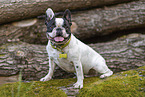 black-and-white French Bulldog