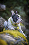 black-and-white French Bulldog