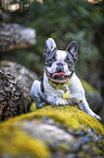 black-and-white French Bulldog