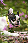 black-and-white French Bulldog