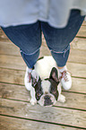 black-and-white French Bulldog