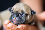 French Bulldog Puppy