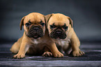 French Bulldog Puppies