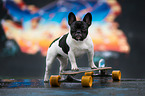 French Bulldog