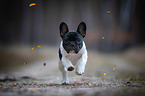 running French Bulldog