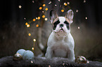 sitting French Bulldog