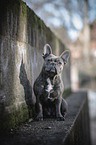 sitting French Bulldog