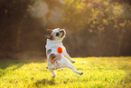 playing French Bulldog