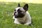 lying French Bulldog