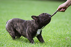 playing French Bulldog
