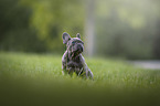 young French Bulldog