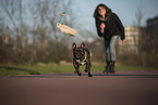 playing French Bulldog