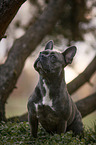 sitting French Bulldog