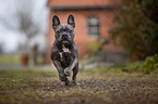 running French Bulldog