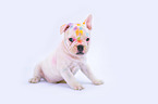 French Bulldog Puppy