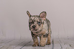French Bulldog puppy