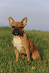 sitting French Bulldog