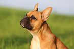French Bulldog Portrait
