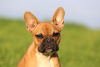 French Bulldog Portrait