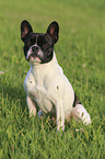 sitting French Bulldog