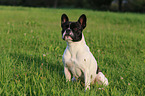 sitting French Bulldog