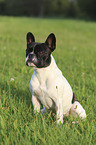 sitting French Bulldog