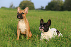 2 French Bulldogs