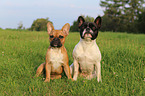 2 French Bulldogs