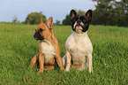 2 French Bulldogs