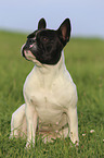 sitting French Bulldog
