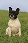 sitting French Bulldog