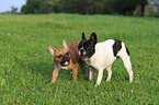 2 French Bulldogs
