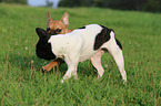 2 French Bulldogs