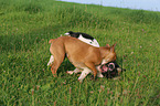2 French Bulldogs