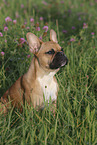 sitting French Bulldog
