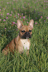 sitting French Bulldog
