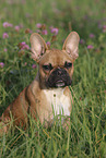 sitting French Bulldog