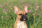 French Bulldog Portrait
