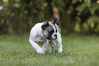 French Bulldog Puppy