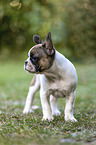 French Bulldog Puppy