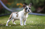 French Bulldog Puppy