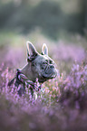 French Bulldog in the heather