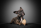 French Bulldog puppy