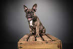 French Bulldog puppy