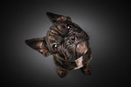 French Bulldog puppy