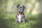 French Bulldog puppy