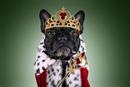 French Bulldog Portrait