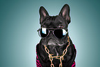 French Bulldog Portrait