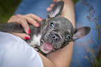 young French Bulldog